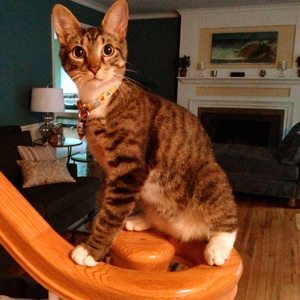 pet