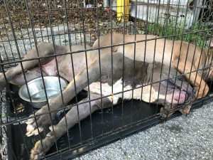 pit bulls in crate 2