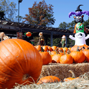 pumpkinWEB
