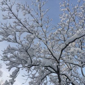 snow