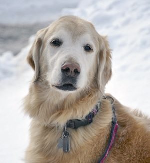 stella