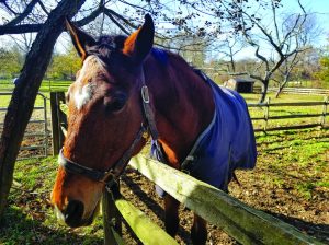 therapyponies a 1024x768 1