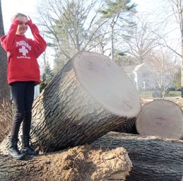 tree