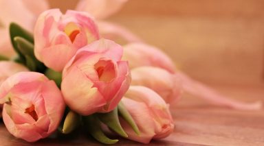 tulips-2068692_1280