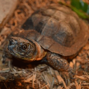 turt