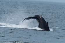 28581137677 94dd57e628 b 1024x683 1