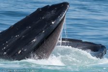 29647810008 96bc84d992 b 1024x684 1