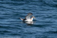 30442449978 2b652947c9 b 1024x683 1