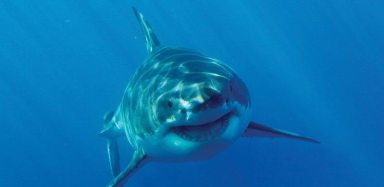 Discovery Channel