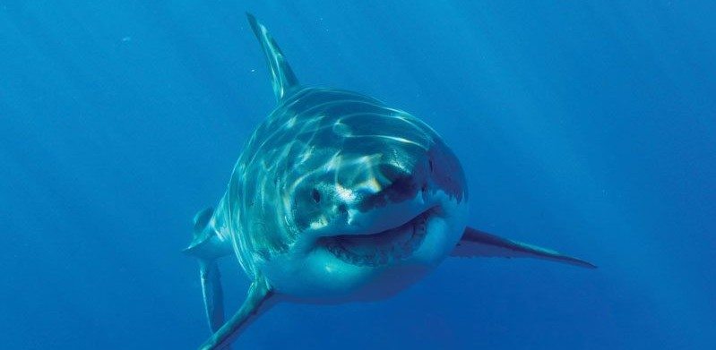 Discovery Channel