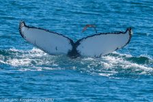 41511075900 0b606677fd b 1024x683 1