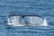 42146230230 f0d015d378 b 1024x684 1