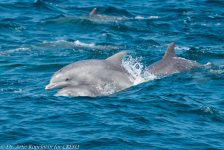 42918701025 72493e13d8 b 1024x683 1