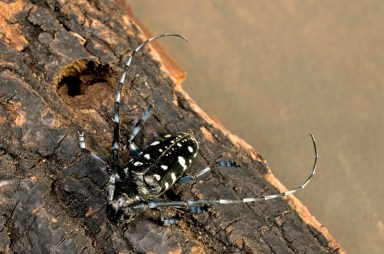 Asian Long horn Beetle invasive insect