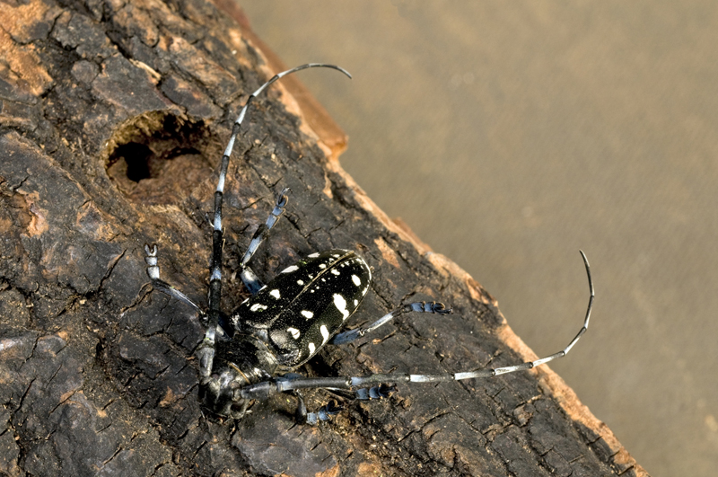 Asian Long horn Beetle invasive insect