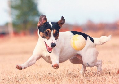 ActiveDogs_B