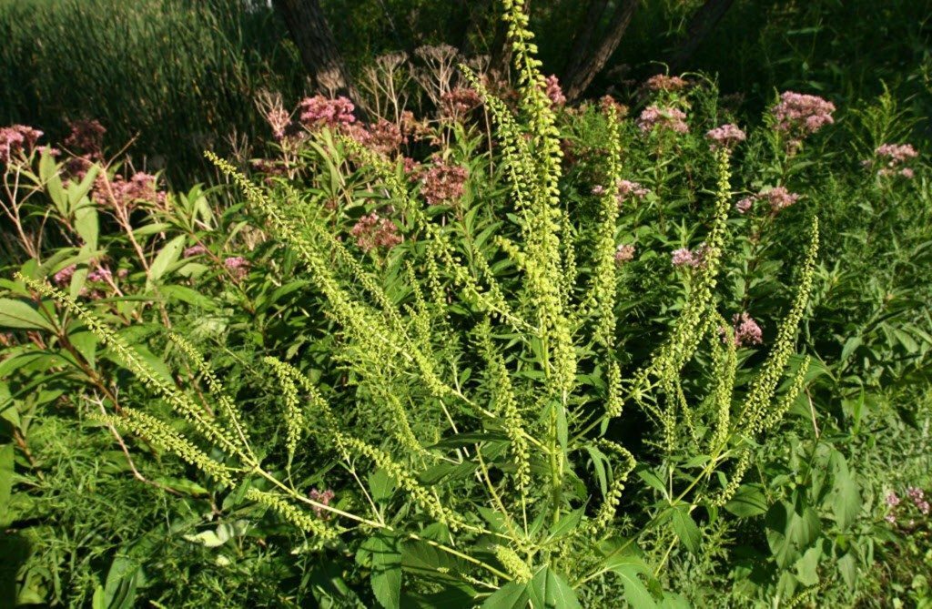 Allergies_FULLRUN_A