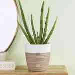Aloe Vera Plant