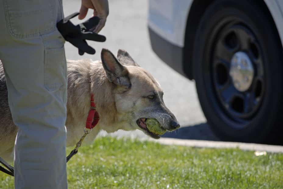 Animal Shelter Audit_061919_A-web