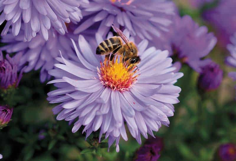 Bees_A