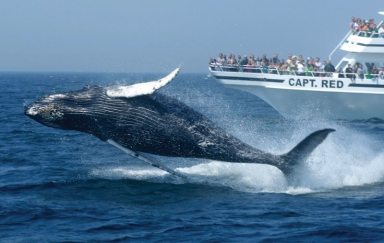CapeCod__A