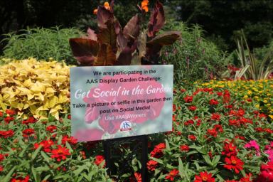 Clark Garden AAS winner
