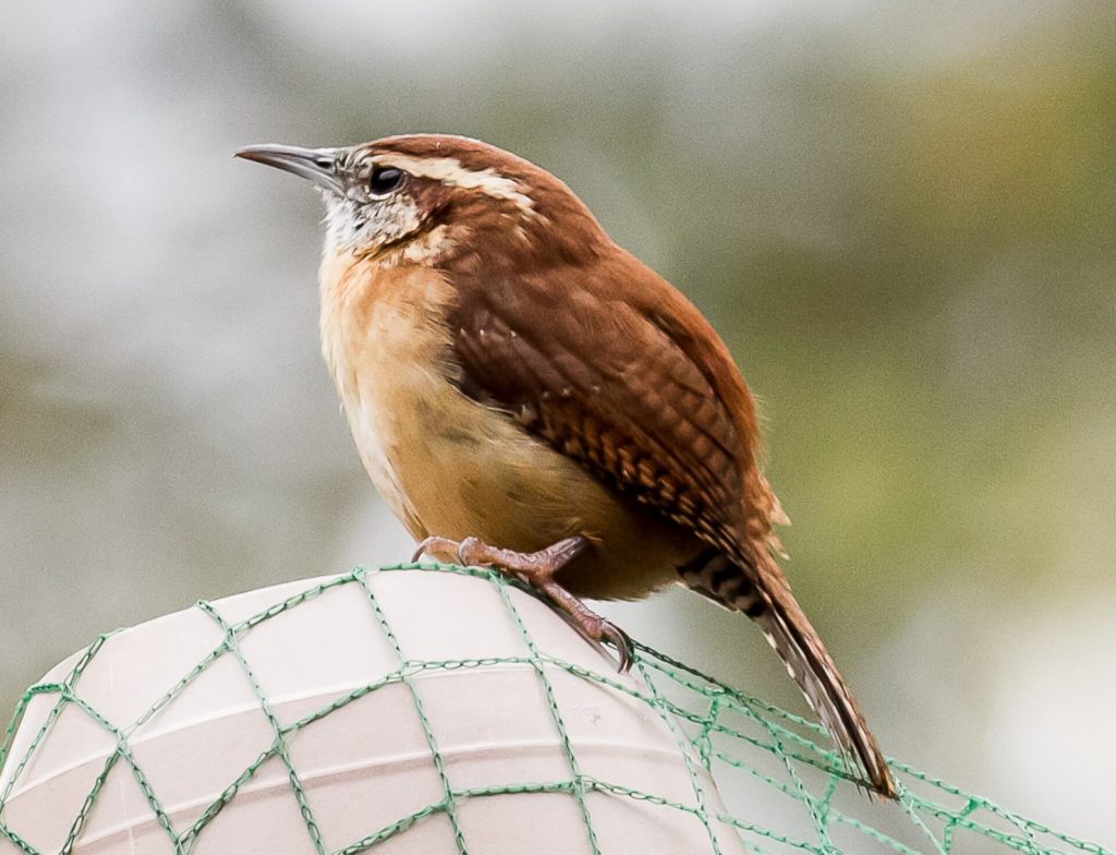 Column.CarolinaWren_022120_677