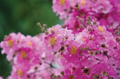 Crape Myrtle