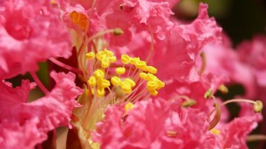 CrapeMyrtle_070115_Bloom