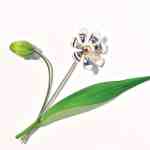 Daisy Pin