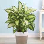 Dieffenbachia Floor Plant Dumb Cane