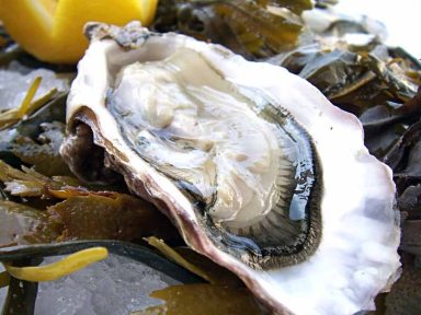dining_oystersd