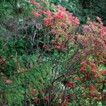 Garden C