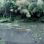 Garden E