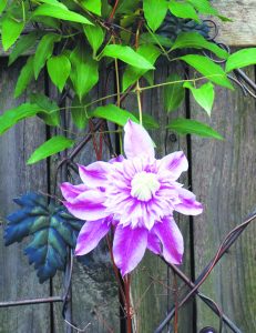 Clematis Josephine