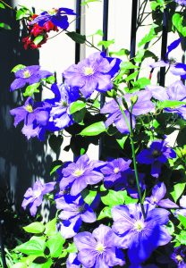 Clematis The President