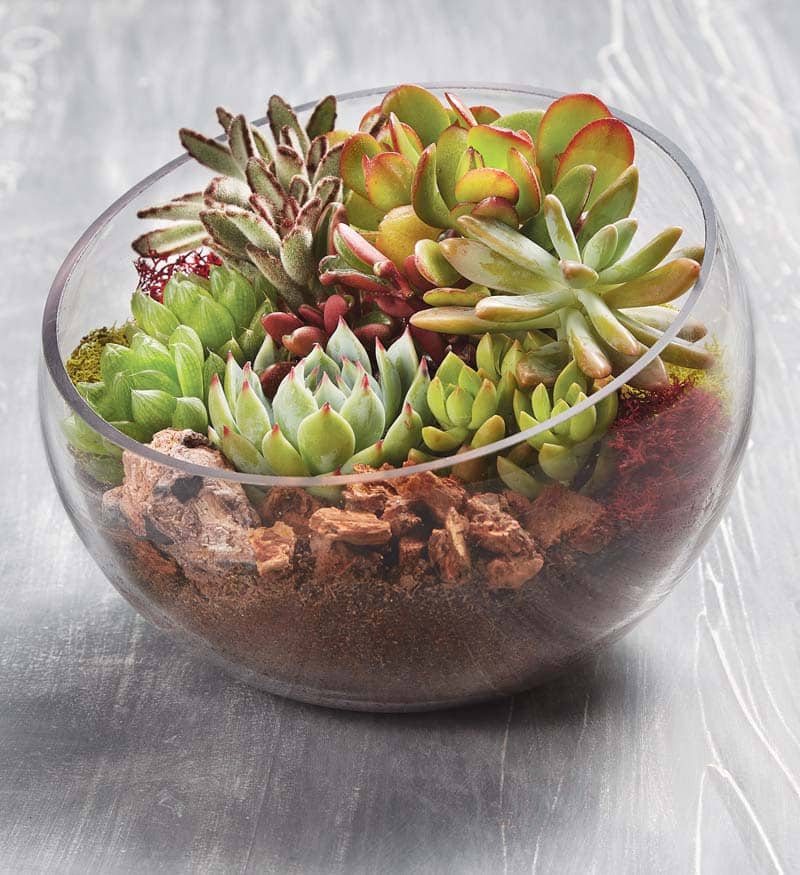 Glass Succulent Terrarium157579