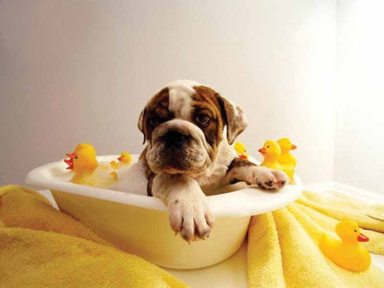 grooming_a