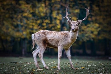 Guide to wildlife in Long Island