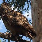 Sky Kings Falconry Photo by Christy Hinko