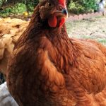 Chickens Photos by Christy Hinko