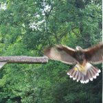 Sky Kings Falconry Photo by Kimberly Dijkstra