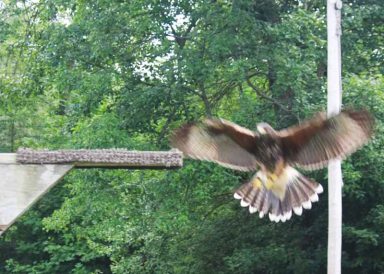 Sky Kings Falconry Photo by Kimberly Dijkstra