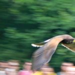 Sky Kings Falconry Photo by Kimberly Dijkstra