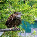 Sky Kings Falconry Photo by Kimberly Dijkstra