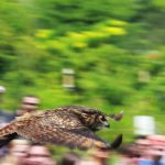 Sky Kings Falconry Photo by Kimberly Dijkstra