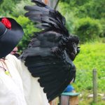 Sky Kings Falconry Photo by Kimberly Dijkstra