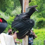 Sky Kings Falconry Photo by Kimberly Dijkstra