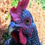 Chickens Photos by Christy Hinko