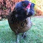 Chickens Photos by Christy Hinko